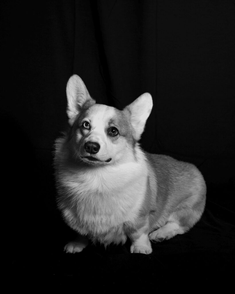Simba, Chief Happiness Officer