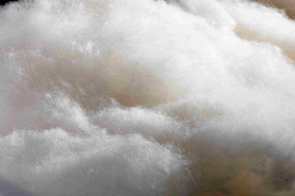 Naturbelassene Schafwolle für die Polsterung einer Vispring Matratze